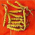 北京回收冬蟲夏草東阿阿膠海參燕窩鹿茸魚膠魚肚